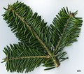 SpeciesSub: subsp. salouenensis